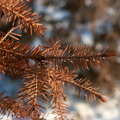 albero di natale - chiccacasa - abete secco