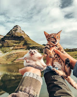 Gato y erizo tienen la amistad más improbable y sus fotos son adorables