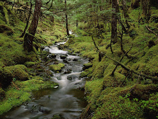 trees rainforest jungle leaf hd images