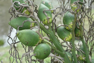 Manfaat dan Khasiat Buah Pinang Untuk Kesehatan