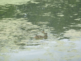 a female mallard with 2 ducklings