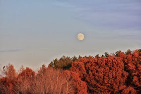 November moonrise over woods