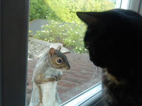 Cat and squirrel, animal pictures