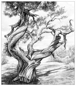 03-Spiralling-tree-Animals-and-Nature-Drawings-Kristin-Frost