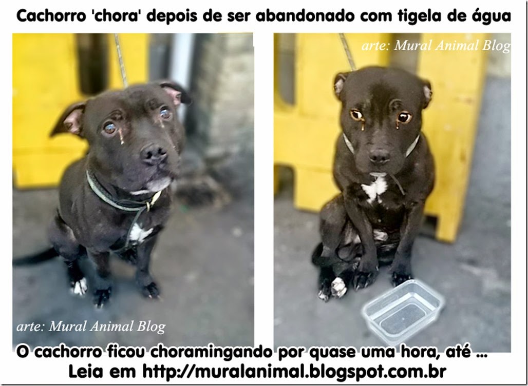 cachorro-chora
