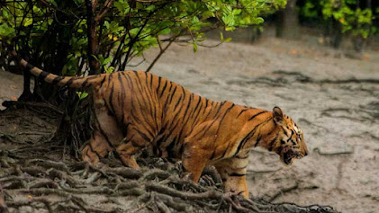 Sundarban Package Tour from Kolkata