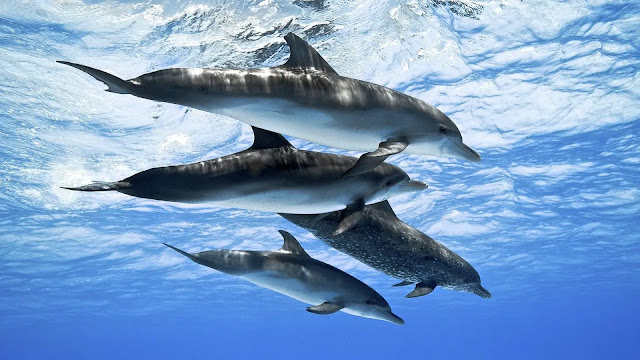 Dolphins