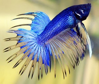 Exotic Beauty Fish style
