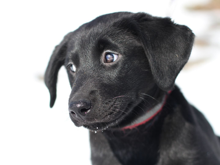 golden retriever mixed. Retriever Mix Puppy