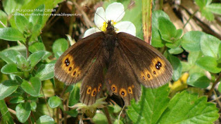 Erebia medusa female DSC87172