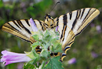 Podalirio​ (Iphiclides podalirius)