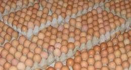 harga telur ayam jawa barat hari ini