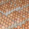 Harga Telur Ayam Jawa Barat Hari ini 6 Juli 2017