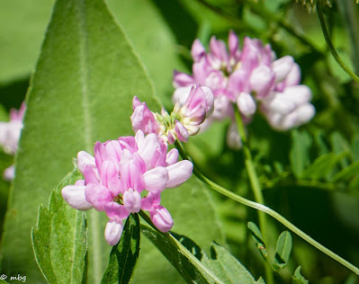 wildflowers photo by mbgphoto