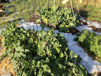 gardening in the snow - Brussels sprouts