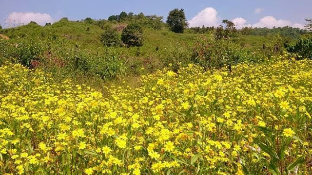 A Beautiful View of Nature at Damanjodi
