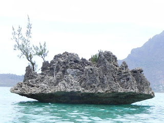 Amazing Big Coral Mauritius