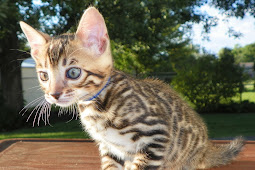 Bengal Kittens for Sale Bengal kittens cats beautiful preston ago
pets4homes years