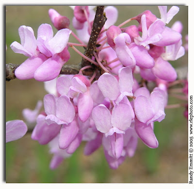 Eastern Redbud, Cercis canadensis. Tuesday, March 17, 2009