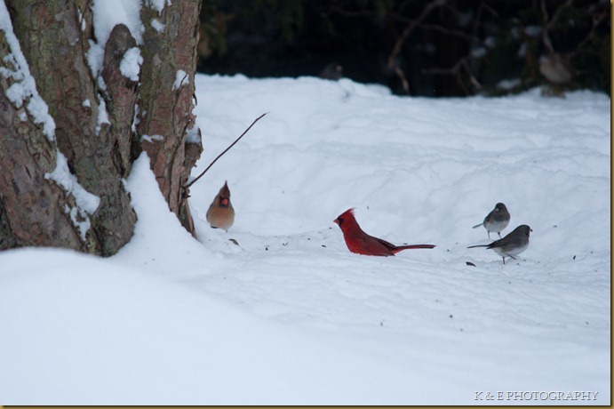 cardinal (3 of 5)