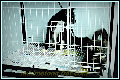 Al Kisah Si Motet, Vaksin Kucing, Ubat Cacing, Kucing Mata 