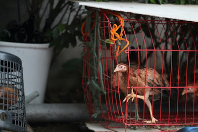 Kandang ayam