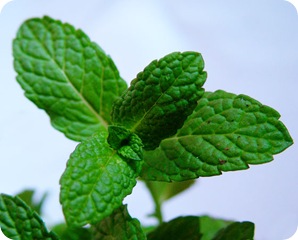 brote-de-menta