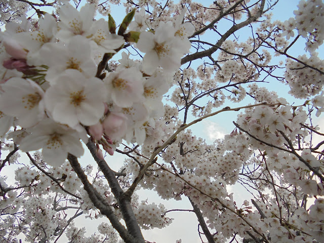 会社の駐車場のソメイヨシノ桜