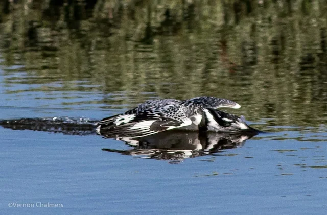 Low flying Pied Kingfisher crashing into the Diep River Image 4