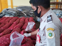 Sebanyak 35 Ton Bawang Merah Impor Ilegal Dikuasai Negara