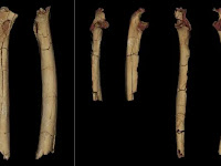 Ancient bones confirm earliest-known human ancestor walked upright.