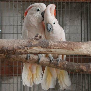 ivanildosantos foto burung  kakak  tua 