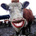 Funny Cow And HER Simle