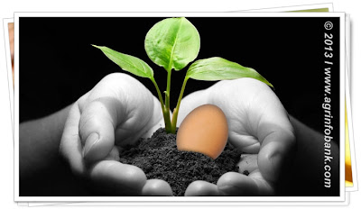 egg and plant in hand