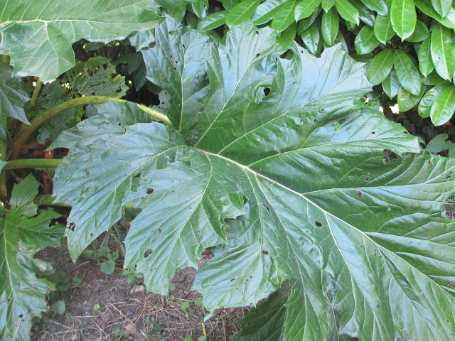 Acanthus mollis leaves