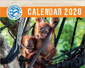 International Animal Rescue calendar for 2020, with a photo of orangutans