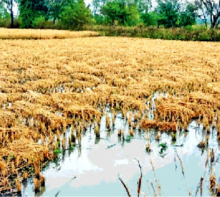 खेतों में भर गया बारिश का पानी, धान की फसल भीगी