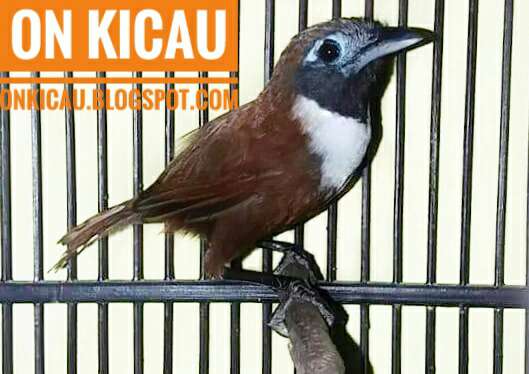 gambar burung tepus leher putih/cucak kopi kalung