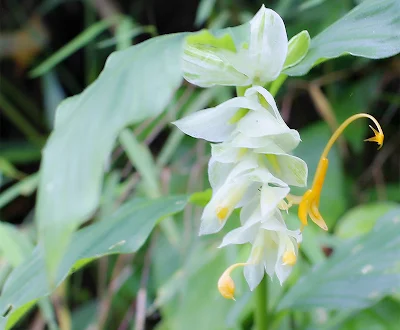 Foto Macro Bunga Yang Indah Dari Pedesaan