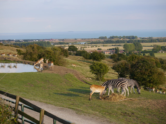 View from Port Lympne Giraffe Lodge glamping tent