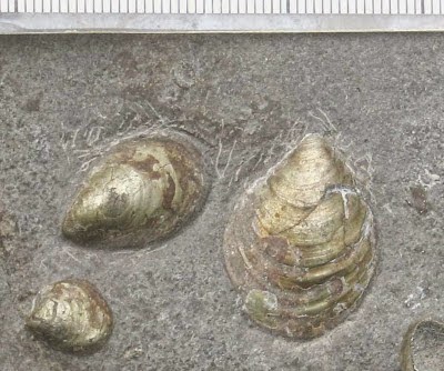 http://sciencythoughts.blogspot.co.uk/2013/09/opportunistic-bivalves-during-early.html