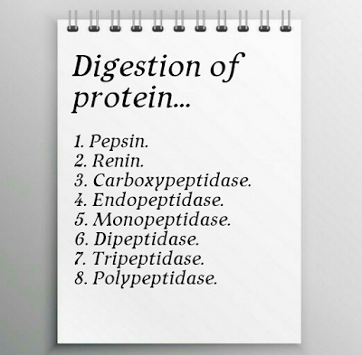 Protein, Aas, Digestion of protein