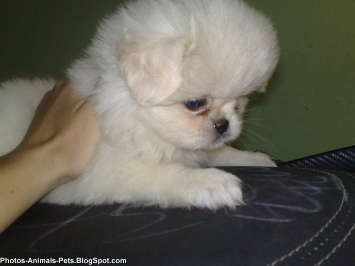 White puppy cute