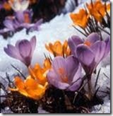 crocus