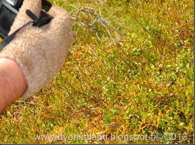 asfaltti työ vt 8 Kangasperhonen (Callophrys rubi) 087