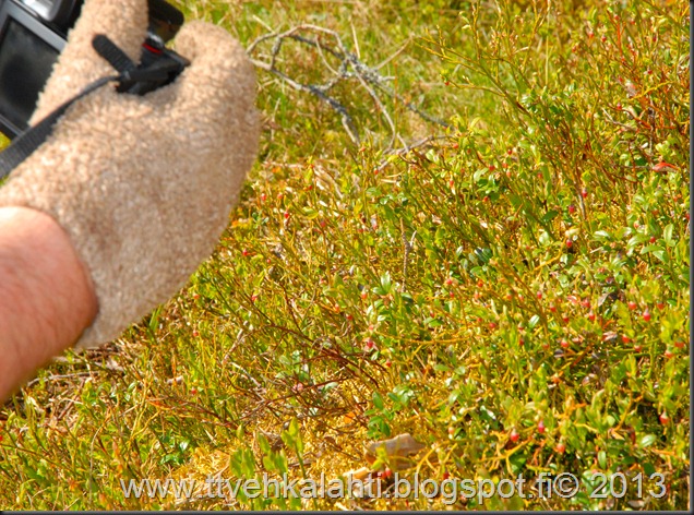 asfaltti työ vt 8 Kangasperhonen (Callophrys rubi) 087