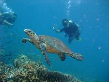 Diving with turtles in the waters around Tioman island