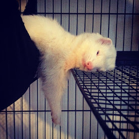funny animal pictures, funny sleeping ferret