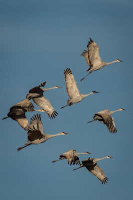 Sandhill Cranes, Bosque del Apache National Wildlife Refuge