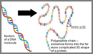 polypeptide chain